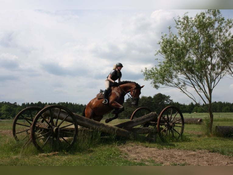 Koń oldenburski Klacz 10 lat 171 cm Gniada in Papenburg