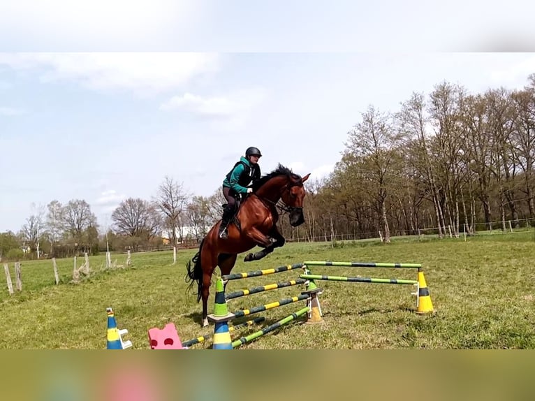 Koń oldenburski Klacz 10 lat 171 cm Gniada in Papenburg