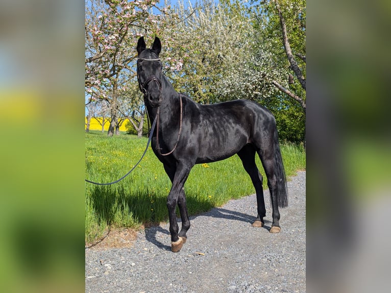 Koń oldenburski Klacz 10 lat 171 cm Kara in Großrinderfeld