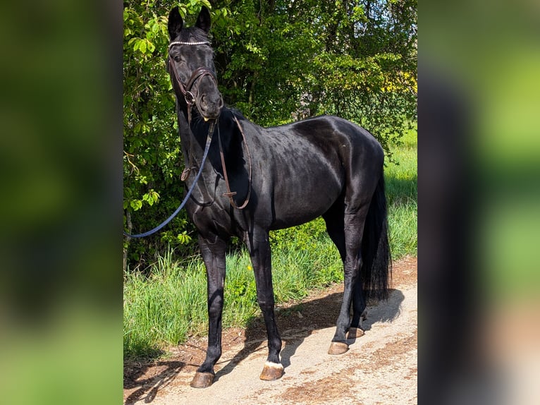 Koń oldenburski Klacz 10 lat 171 cm Kara in Großrinderfeld