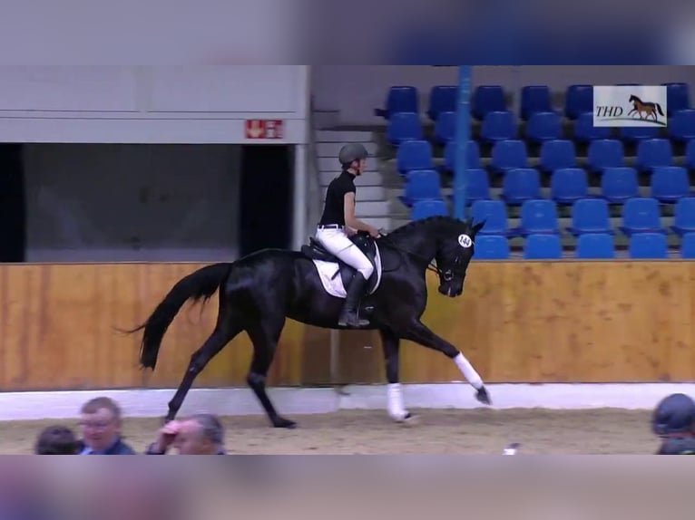 Koń oldenburski Klacz 10 lat 171 cm Kara in Großrinderfeld