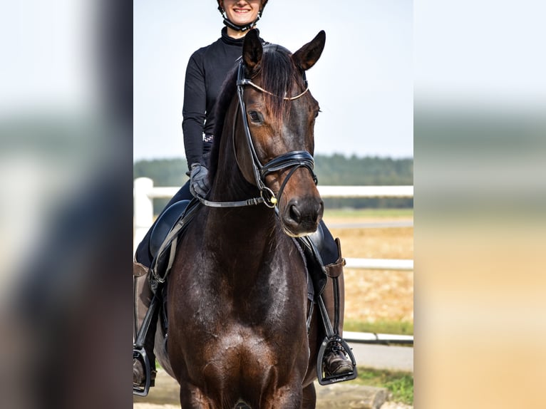 Koń oldenburski Klacz 10 lat 172 cm Ciemnogniada in Desselbrunn