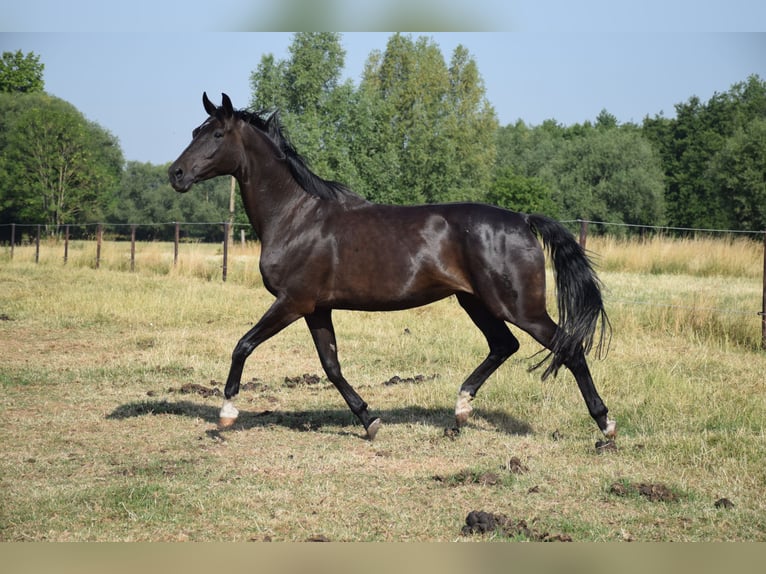 Koń oldenburski Klacz 10 lat 172 cm Ciemnogniada in breendonk