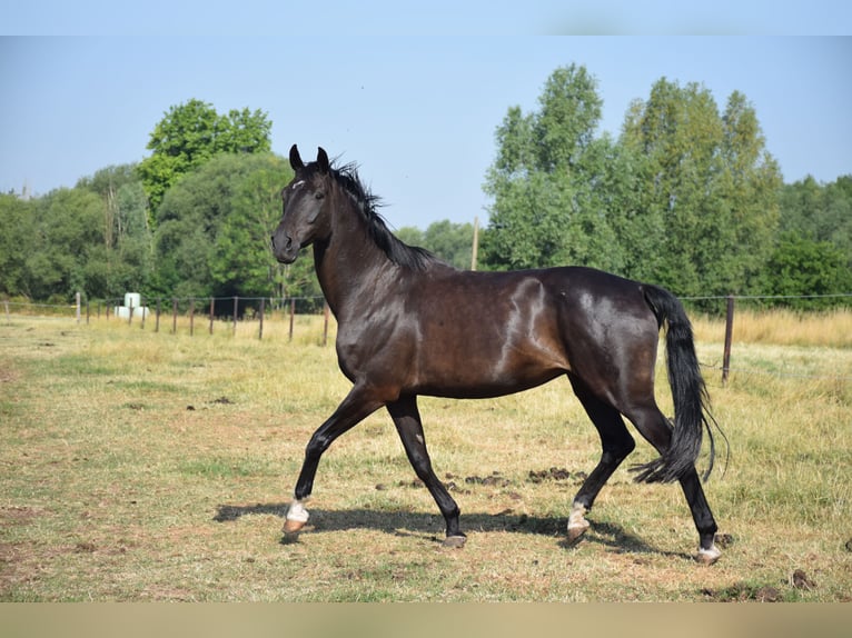 Koń oldenburski Klacz 10 lat 172 cm Ciemnogniada in breendonk