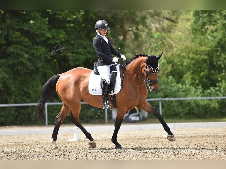 Koń oldenburski Klacz 10 lat 172 cm Gniada in Bettendorf