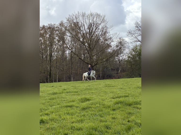 Koń oldenburski Klacz 10 lat 173 cm Siwa jabłkowita in Aachen