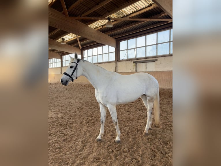 Koń oldenburski Klacz 10 lat 173 cm Siwa in Aachenaachen