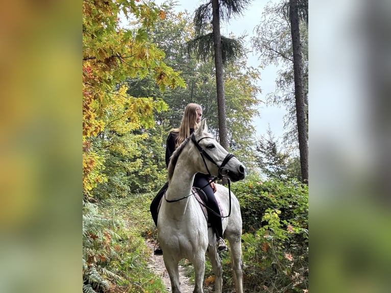 Koń oldenburski Klacz 10 lat 173 cm Siwa in Aachenaachen