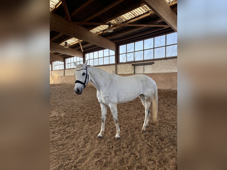 Koń oldenburski Klacz 10 lat 173 cm Siwa in Aachenaachen