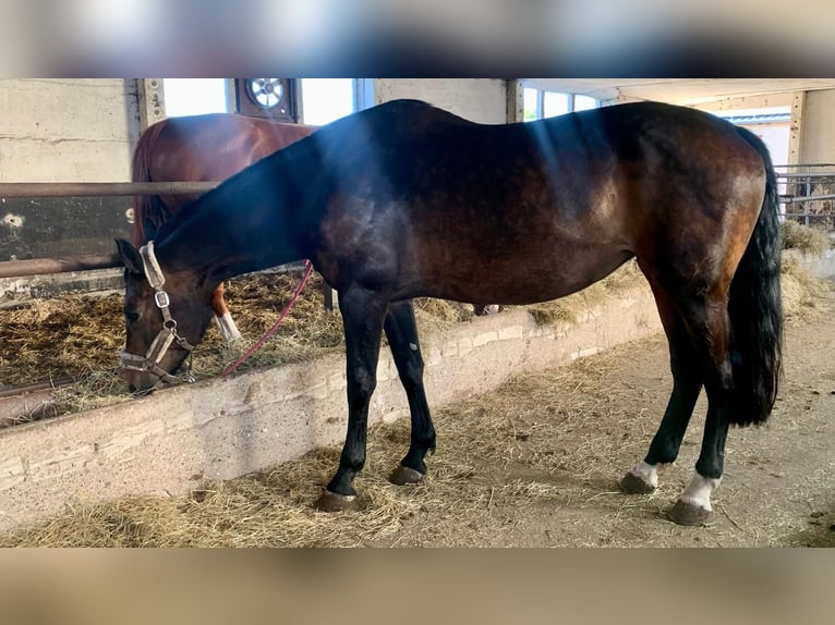 Koń oldenburski Klacz 10 lat 175 cm Ciemnogniada in Boitzenburger Land