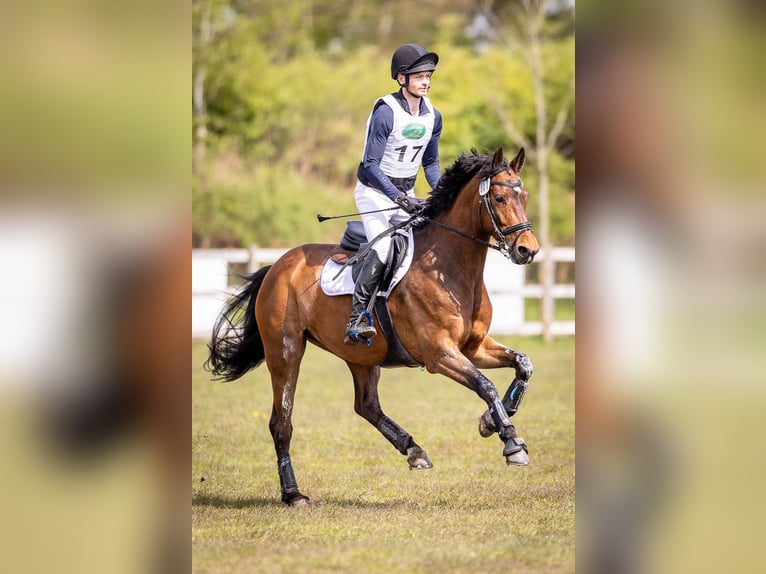 Koń oldenburski Klacz 11 lat 161 cm Gniada in Mechtersen