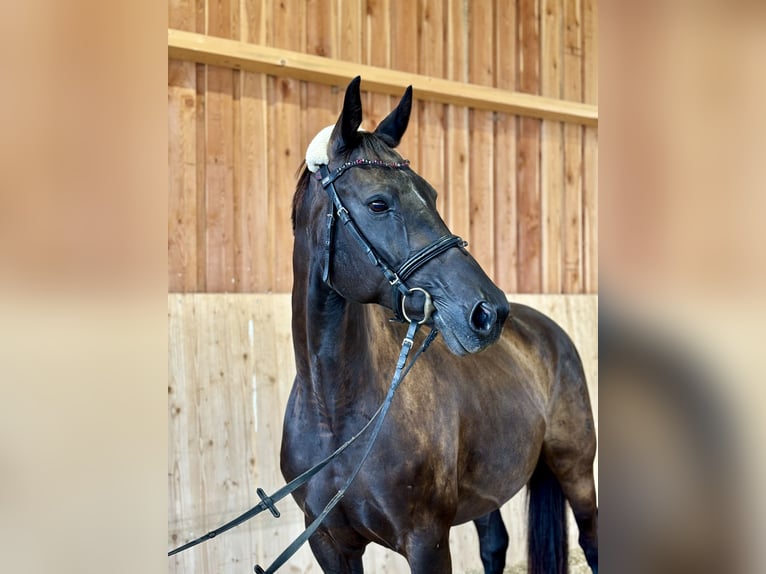 Koń oldenburski Klacz 11 lat 162 cm in Horn