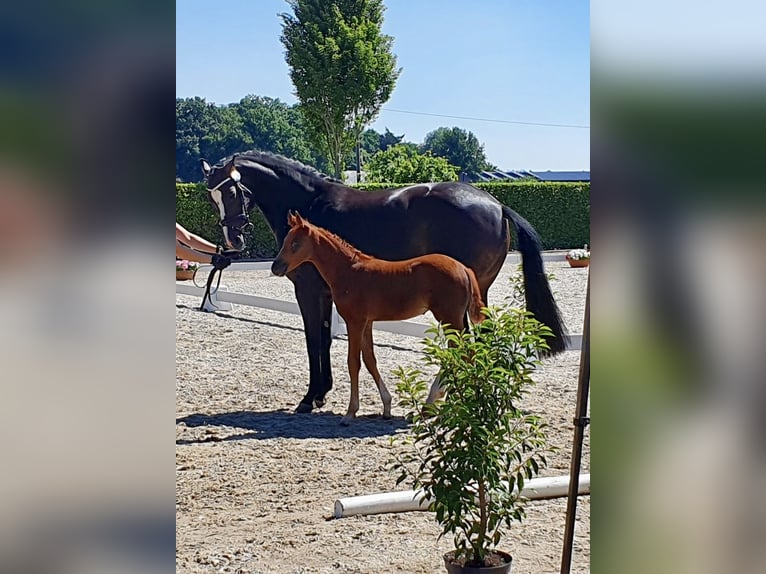 Koń oldenburski Klacz 11 lat 163 cm Ciemnogniada in Melle