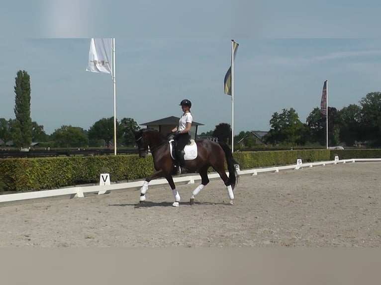 Koń oldenburski Klacz 11 lat 165 cm Ciemnokasztanowata in Harskamp