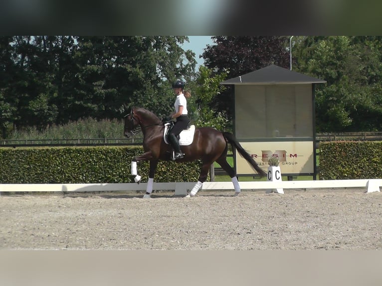 Koń oldenburski Klacz 11 lat 165 cm Ciemnokasztanowata in Harskamp