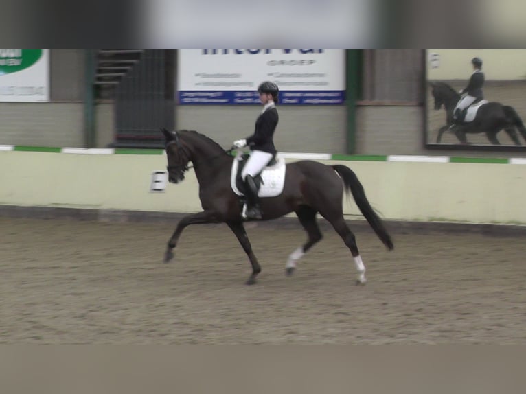Koń oldenburski Klacz 11 lat 165 cm Ciemnokasztanowata in Harskamp
