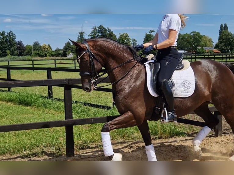 Koń oldenburski Klacz 11 lat 165 cm Ciemnokasztanowata in Harskamp