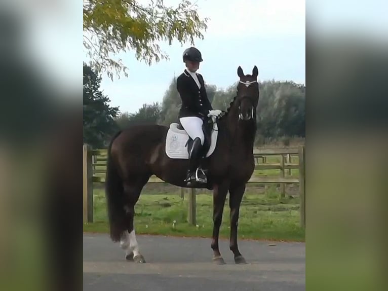 Koń oldenburski Klacz 11 lat 165 cm Ciemnokasztanowata in Harskamp