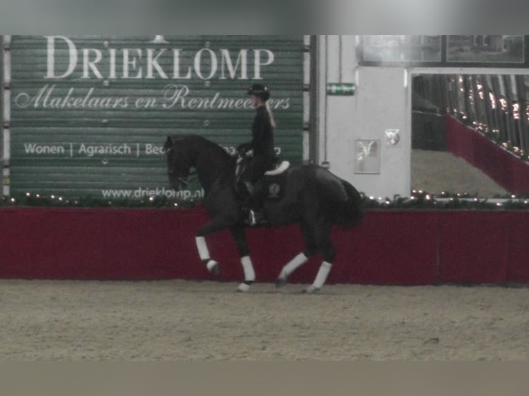 Koń oldenburski Klacz 11 lat 165 cm Ciemnokasztanowata in Harskamp