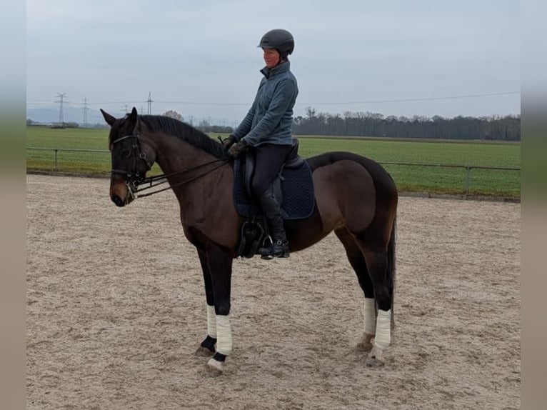 Koń oldenburski Klacz 11 lat 165 cm Gniada in Fürth