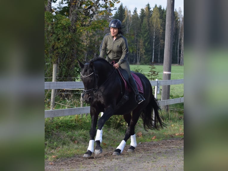 Koń oldenburski Klacz 11 lat 165 cm Gniada in Karlskoga Örebro län