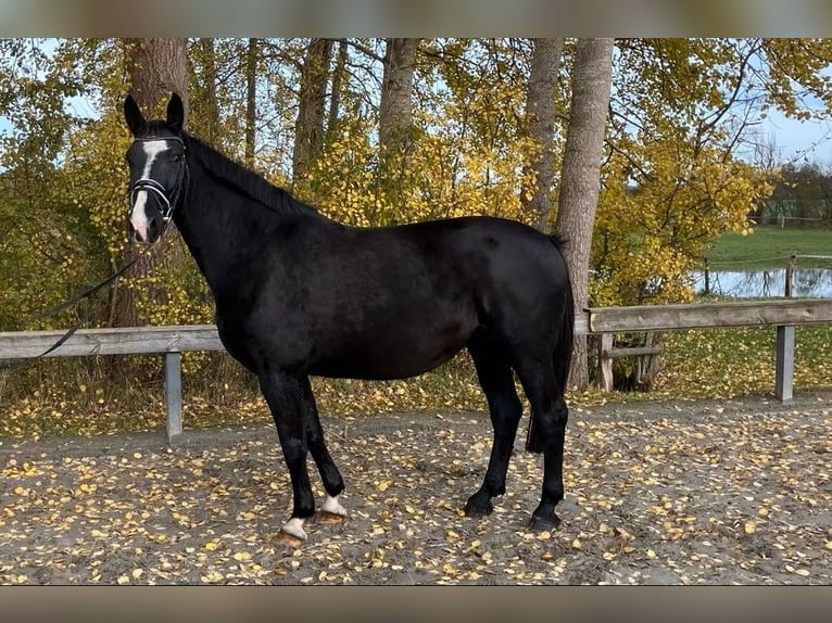 Koń oldenburski Klacz 11 lat 166 cm Kara in S&#xFC;derl&#xFC;gum