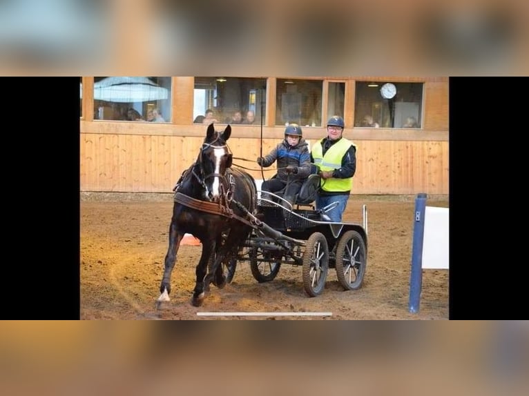 Koń oldenburski Klacz 11 lat 166 cm Kara in S&#xFC;derl&#xFC;gum