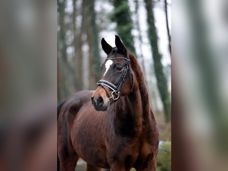 Koń oldenburski Klacz 11 lat 167 cm Gniada in Vechta