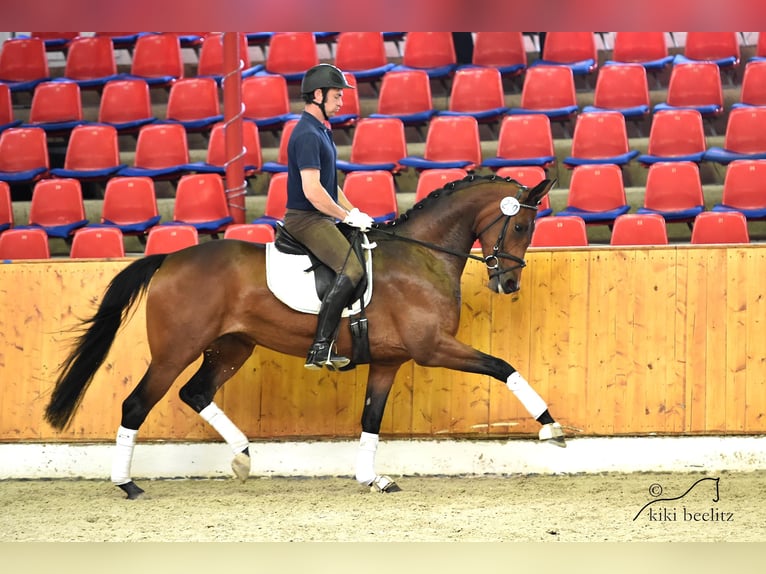 Koń oldenburski Klacz 11 lat 167 cm Gniada in Iserlohn