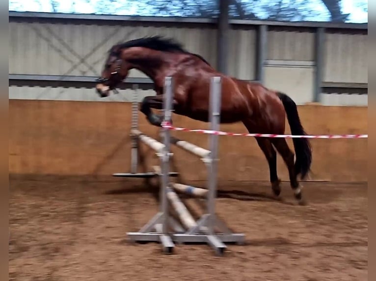 Koń oldenburski Klacz 11 lat 168 cm Gniada in Wedemark