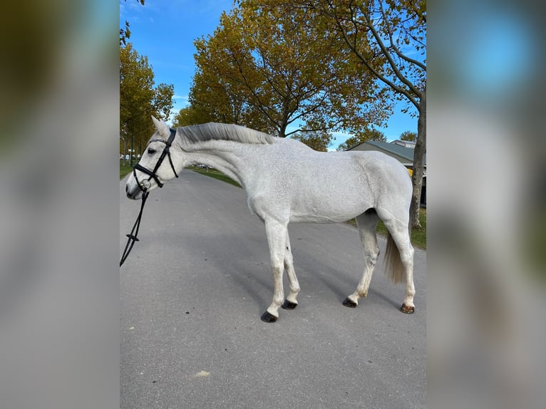 Koń oldenburski Klacz 11 lat 169 cm Siwa in Mansuè