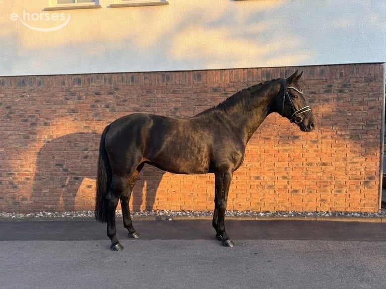 Koń oldenburski Klacz 11 lat 169 cm Skarogniada in Niederkassel