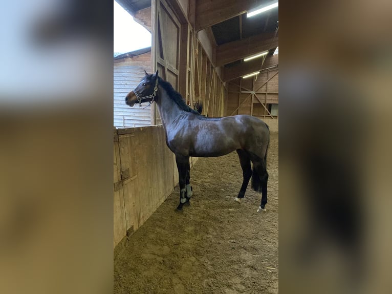Koń oldenburski Klacz 11 lat 170 cm Ciemnogniada in Lenzburg