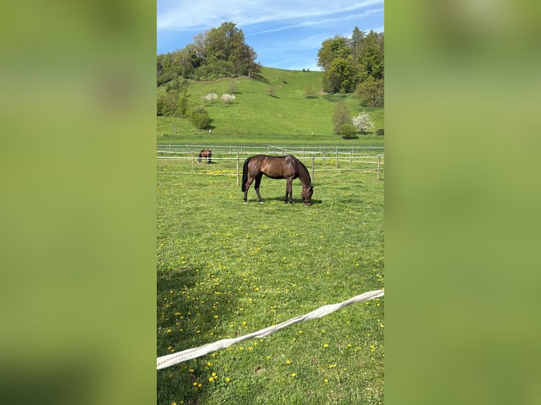 Koń oldenburski Klacz 11 lat 170 cm Ciemnogniada in Lenzburg