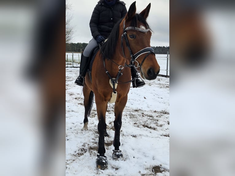 Koń oldenburski Klacz 11 lat 170 cm Gniada in Friesoythe