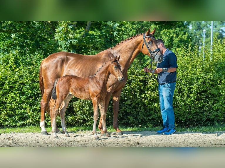 Koń oldenburski Klacz 11 lat 170 cm Kasztanowata in Viersen