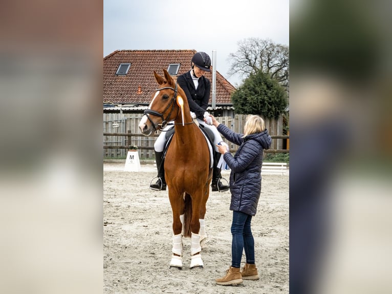 Koń oldenburski Klacz 11 lat 170 cm Kasztanowata in Ibbenbüren