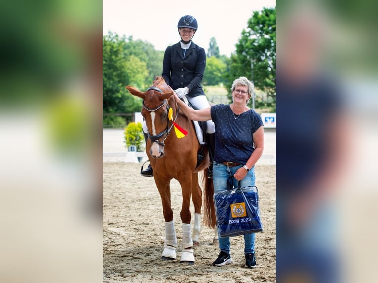 Koń oldenburski Klacz 11 lat 170 cm Kasztanowata in Ibbenbüren