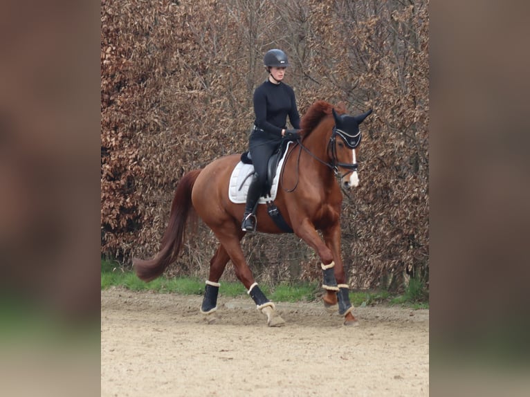 Koń oldenburski Klacz 11 lat 170 cm Kasztanowata in Ibbenbüren