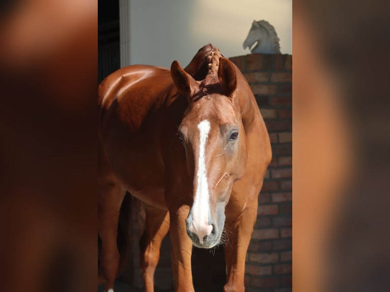 Koń oldenburski Klacz 11 lat 170 cm Kasztanowata in Ibbenbüren