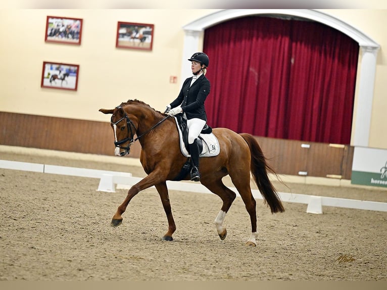 Koń oldenburski Klacz 11 lat 170 cm Kasztanowata in Ibbenbüren
