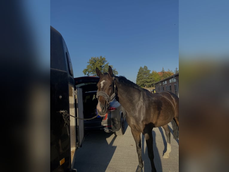 Koń oldenburski Klacz 11 lat 172 cm Ciemnogniada in Schwerin