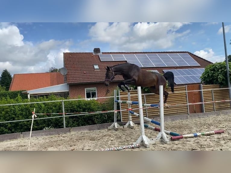 Koń oldenburski Klacz 11 lat 174 cm Gniada in Großheide