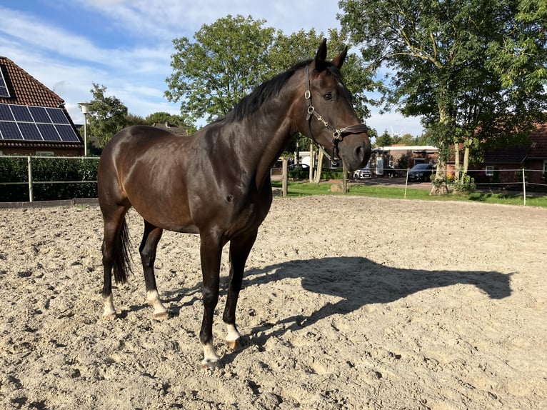 Koń oldenburski Klacz 11 lat 174 cm Gniada in Großheide