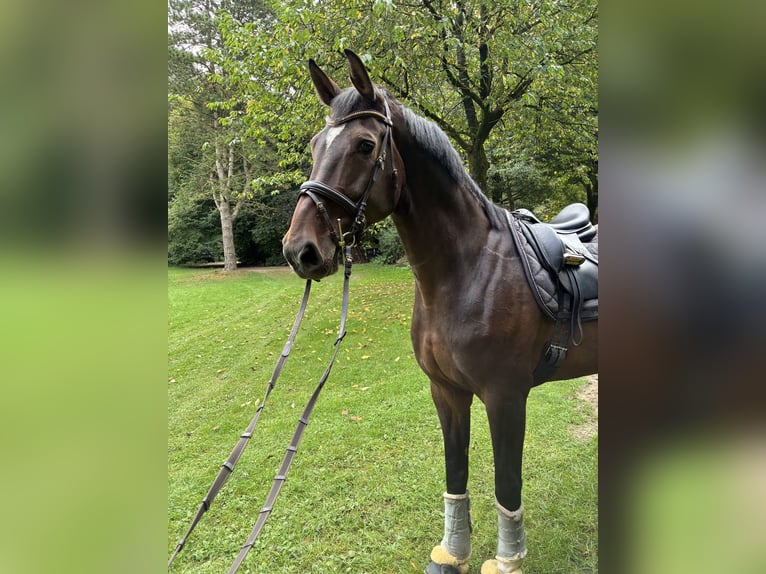 Koń oldenburski Klacz 11 lat 175 cm Gniada in Bargstedt