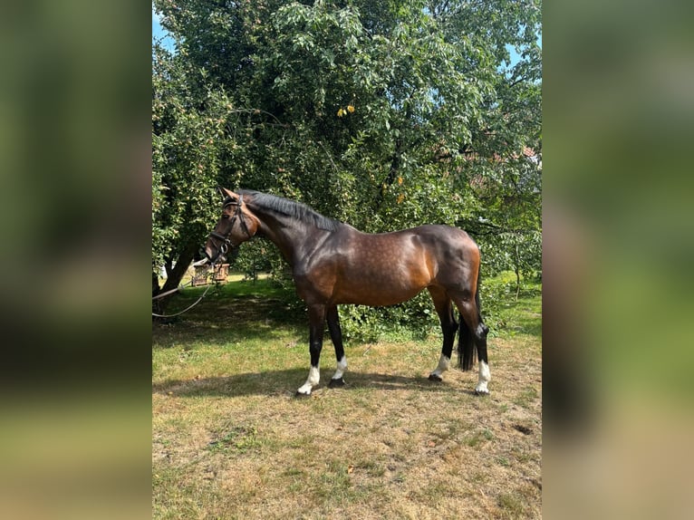 Koń oldenburski Klacz 11 lat 175 cm Gniada in Bargstedt