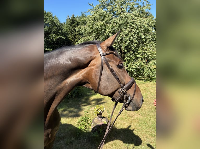 Koń oldenburski Klacz 11 lat 175 cm Gniada in Bargstedt