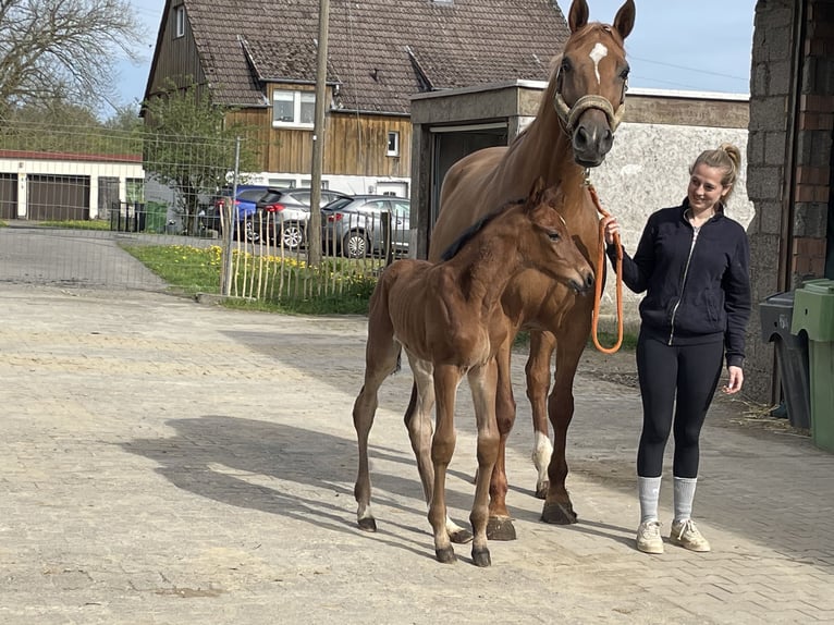 Koń oldenburski Klacz 11 lat 175 cm Kasztanowata in Meinerzhagen