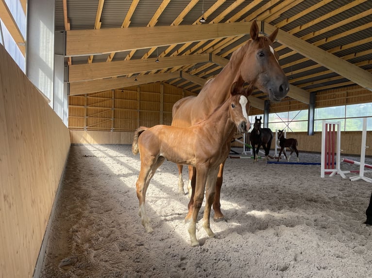 Koń oldenburski Klacz 11 lat 175 cm Kasztanowata in Meinerzhagen