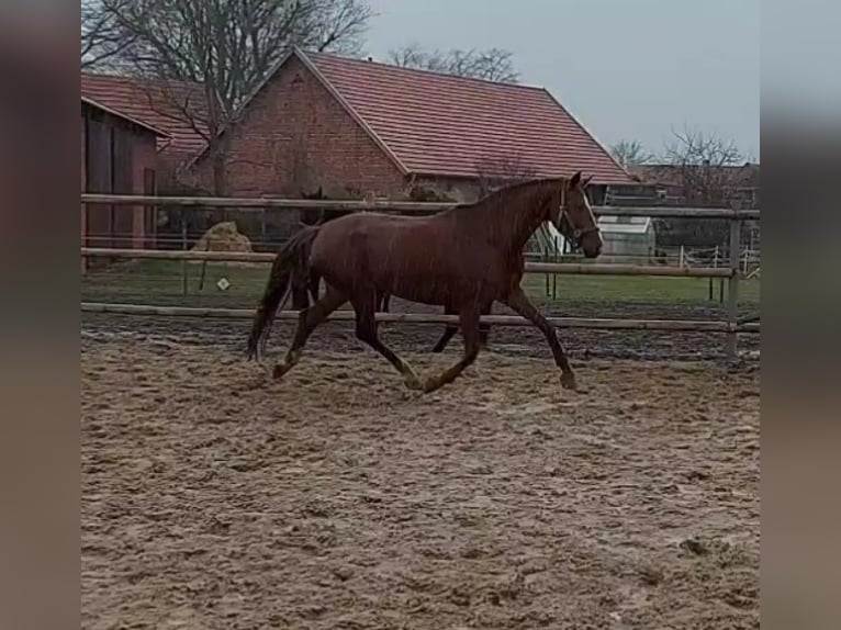Koń oldenburski Klacz 11 lat 175 cm Kasztanowata in BROCKUM